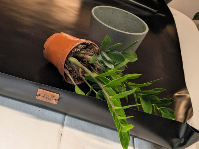 Warum du neue Zimmerpflanzen immer umtopfen und die Erde ersetzen solltest